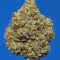 Blue Dream’matic Seeds - Cannabis Strain Seeds for Sale