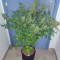 Buddha Purple Kush Auto feminized seeds for sale: information and reviews