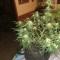 Compra Online | Semillas Gelato Auto Feminizadas | Herbies Seeds
