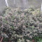O.G. Kush Seeds (Seedstockers) - Cannabis Strain Seeds for Sale