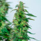 Purple Punch Seeds - Cannabis Strain Seeds for Sale
