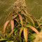 Monster Bruce Banner feminized seeds for sale