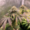 Cookies Gelato Seeds (Royal Queen Seeds) - Cannabis Strain Seeds for Sale