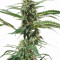 Original Auto BubbleGum Seeds
