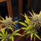 Strawberry Pie Seeds - Cannabis Strain Seeds for Sale