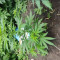 Achetez des graines féminisées Mimosa Shot par Herbies Seedbank