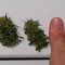 Shogun feminized seeds for sale: information and reviews