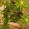 Critical Kush Seeds (Barney's Farm)