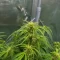 Auto Frozen Biscotti Seeds (Dutch Passion)