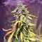 Auto Pineapple Express feminized seeds