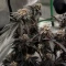 Biscotti Auto Seeds (Green House Seeds)
