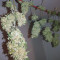 Buddha Magnum Auto Seeds