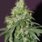 CBD Auto 20:1 feminized seeds