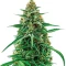 CBG-Force Auto Seeds