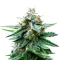 Graines féminisées de Cherry Cola Auto (Barney's Farm)
