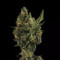 Graines de cannabis Cherry Grapefruit (Kera Seeds)