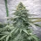 Flowerbomb Kush Seeds