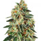 GH Cheese x Lemon Wookie Glue feminized seeds