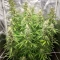 GMO Auto Seeds