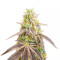 Godfather OG (Herbies Seeds)