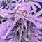 Gorilla Auto (GG#4 Original Glue Auto) (Expert Seeds)