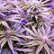 Graines de cannabis Grandaddy Black (Original Sensible Seeds)