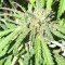 Grandaddy Purple feminized seeds (Big Head Seeds)