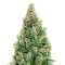 Green-O-Matic Auto (GHS) Cannabis-Samen