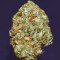 Graines féminisées de Mimosa Shot (Herbies Seeds)
