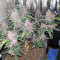 Narco Purps Auto feminized seeds