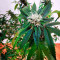 OG Kush Seeds