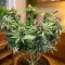 Orange Bud 2.0 Seeds