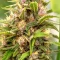Purple Stilton Auto Seeds