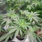 Semillas Feminizadas Sangria Poison Autoflower (Seedkeepers)