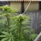 Stoned Panda Seeds
