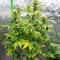 Strawberry Banana Auto Seeds