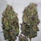 THC Bomb Auto (Bomb Seeds)