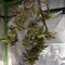 Trop Cherry Seeds (Original Sensible Seeds)