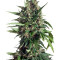Taiga #2 Auto (Dutch Passion)