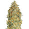 Auto Gorilla Blue Seeds