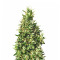 Bangi Haze Regular (Ace Seeds)