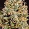 Graines de cannabis Chem Berry D regular (Dark Horse Genetics)
