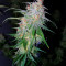 Semi femminizzati Chemdogging Auto