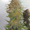 Criminal+ feminized seeds