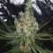 Double Glock Seeds