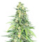 Sementes Feminizadas de Dozy Cookies (AlphaFem Seeds)