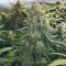 Girl Scout Cookies Seeds (Garden of Green)