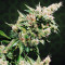 OG Kush Express Auto Seeds