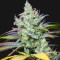 Pennywise regular (TGA Subcool Seeds / SubCool’s The Dank)