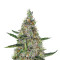 Graines de cannabis Pure Africa (Original Sensible Seeds)